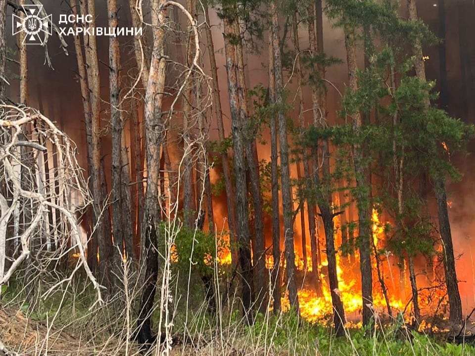 Пожежі в лісі